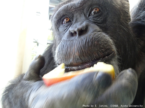 Ayumu eating an apple